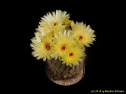 Notocactus concinnus HU419 1327